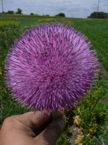 blooming thistle
