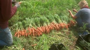 carrot harvest
