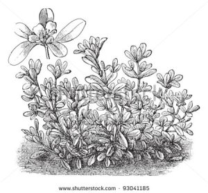 stock-vector-common-purslane-portulaca-oleracea-vegetable-vintage-illustration-from-meyers-konversations-93041185