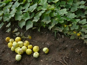 Aug 19th 010 (640x480)