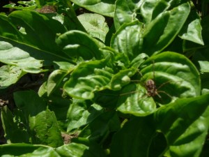 july 22 015 (640x480)