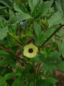 july 29th 007 (480x640)